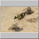 Cerceris rybyensis - Knotenwespe 36b mit Lasioglossum - Furchenbiene - Sandgrube Niedringhaussee.jpg